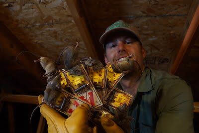 mouse trapping